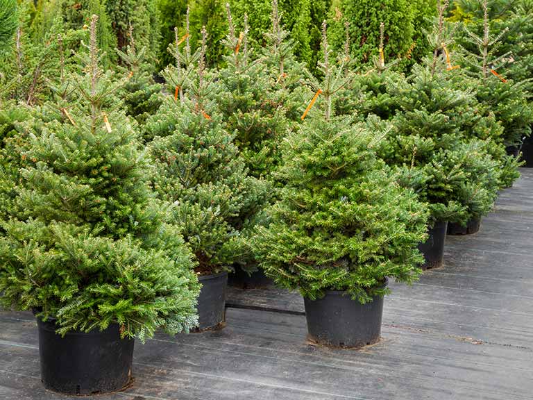 OUR CHRISTMAS TREES