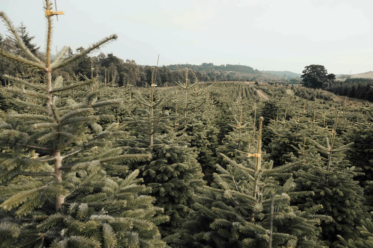 NORDMAN FIR - OUR BEST SELLING REAL CHRISTMAS TREE