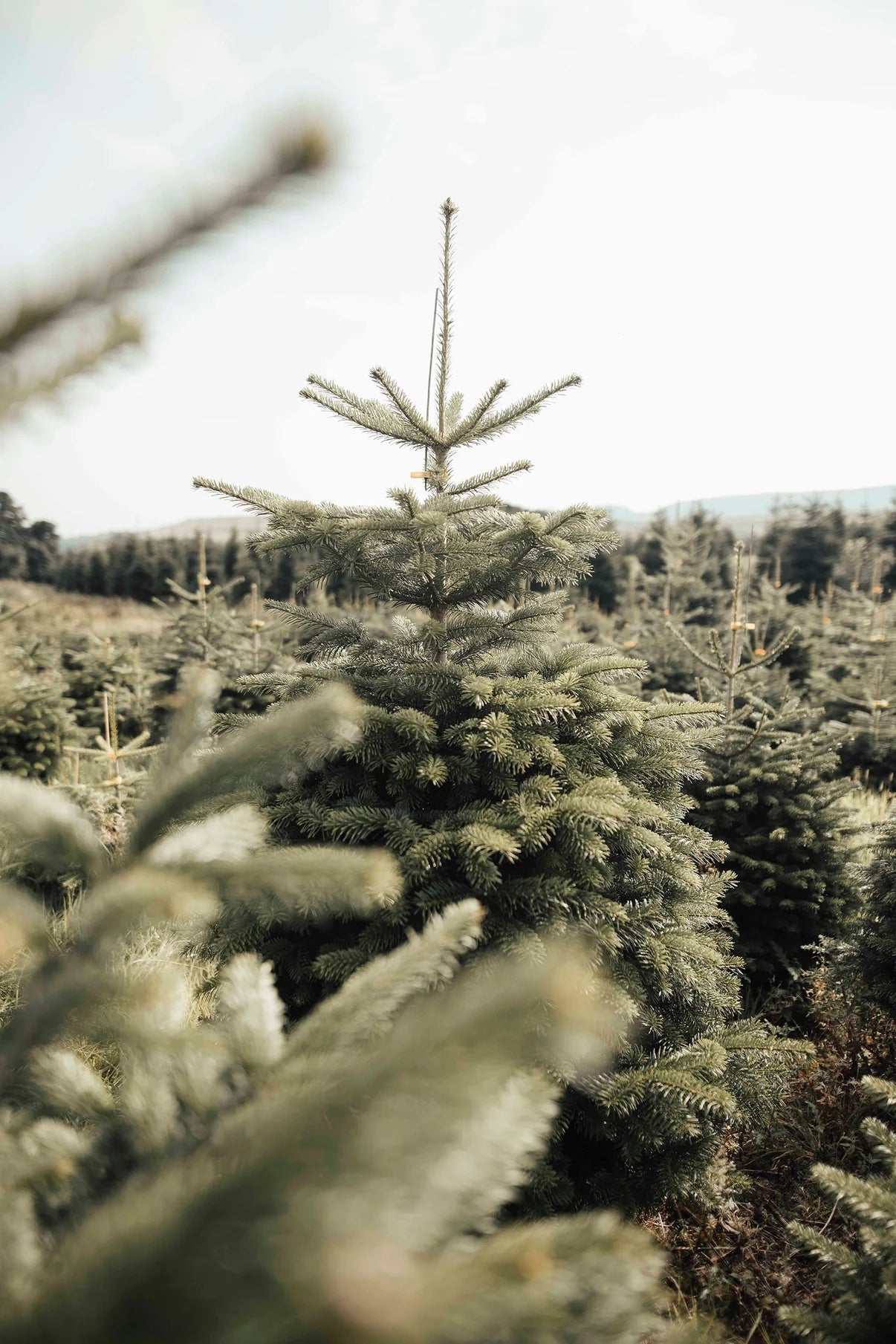 TREE-CYCLING COLLECTION SERVICE