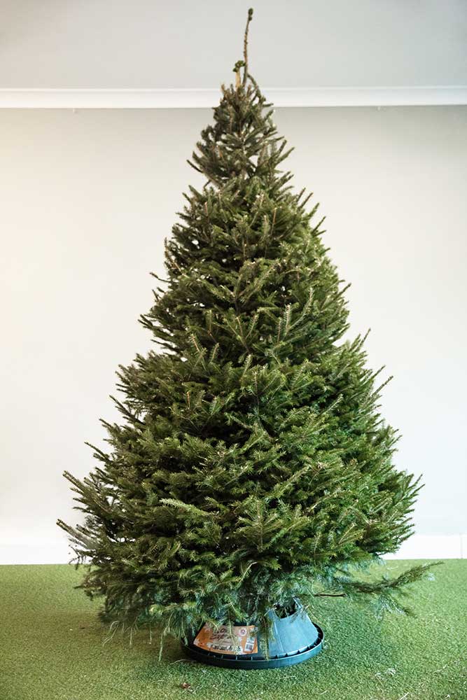 Fresh, real Norway Spruce Christmas Tree