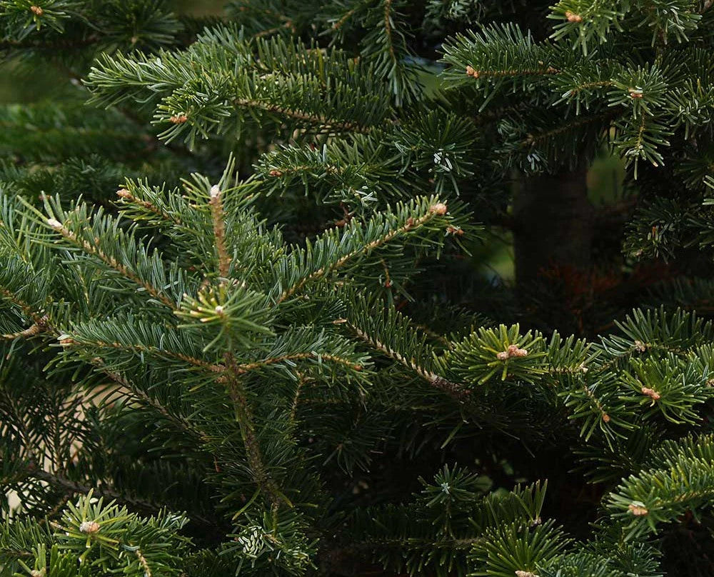 FRASER FIR - REAL CHRISTMAS TREE