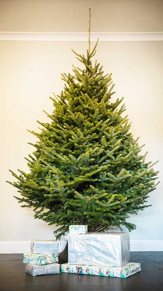 FRASER FIR - REAL CHRISTMAS TREE