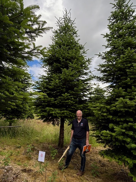 Tall christmas trees discount