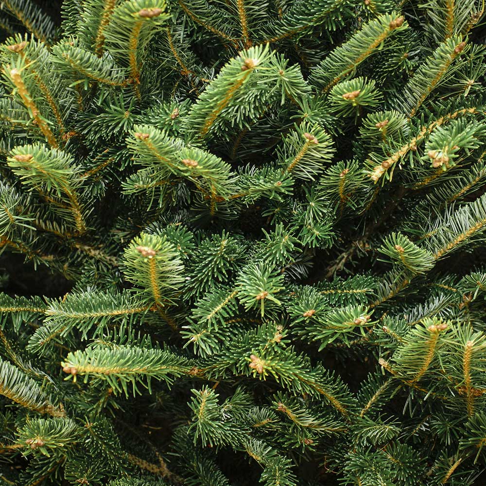 NORDMAN FIR - OUR BEST SELLING REAL CHRISTMAS TREE