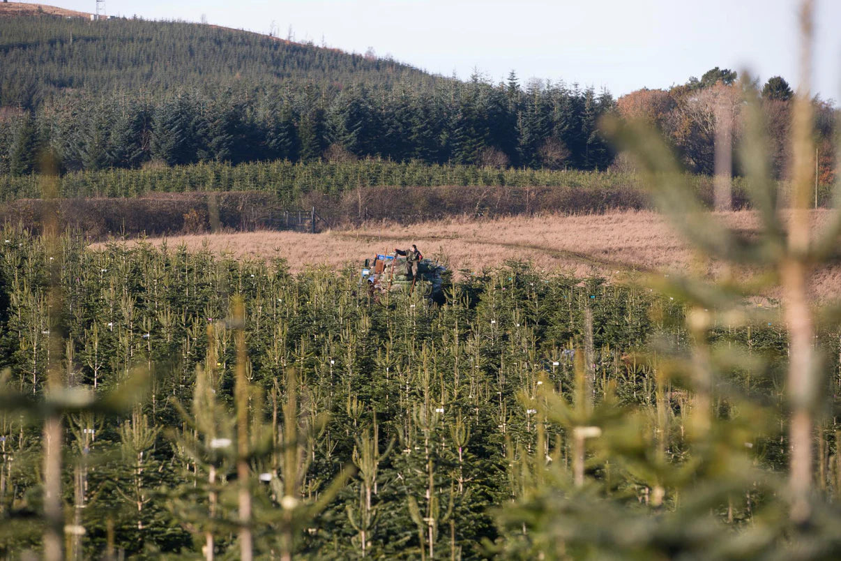 FRASER FIR - REAL CHRISTMAS TREE