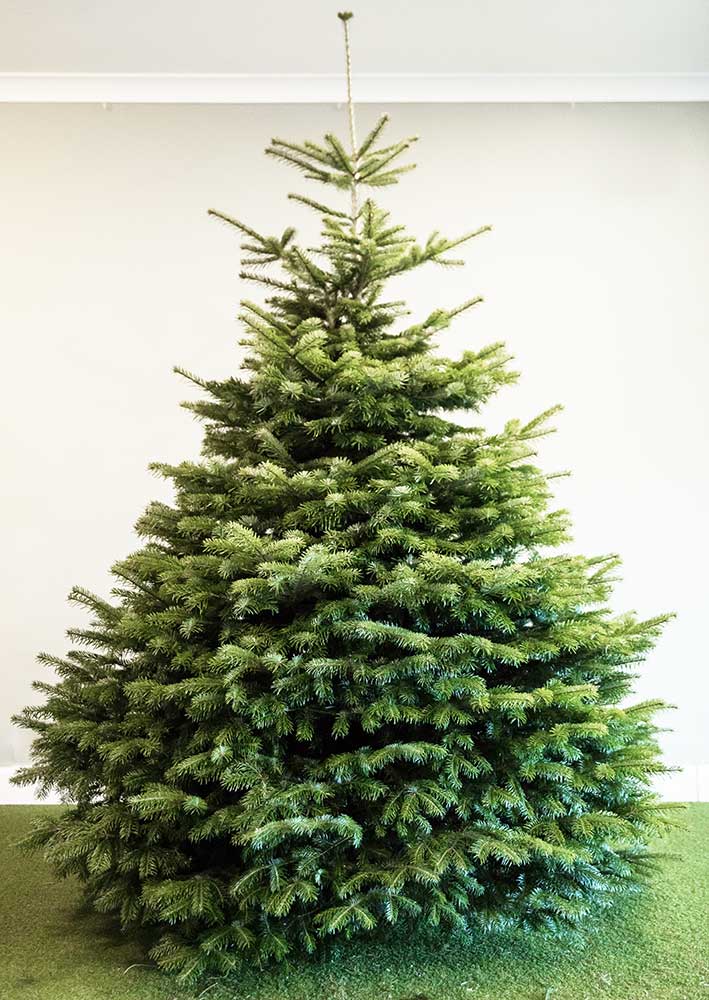 NORDMAN FIR - OUR BEST SELLING REAL CHRISTMAS TREE