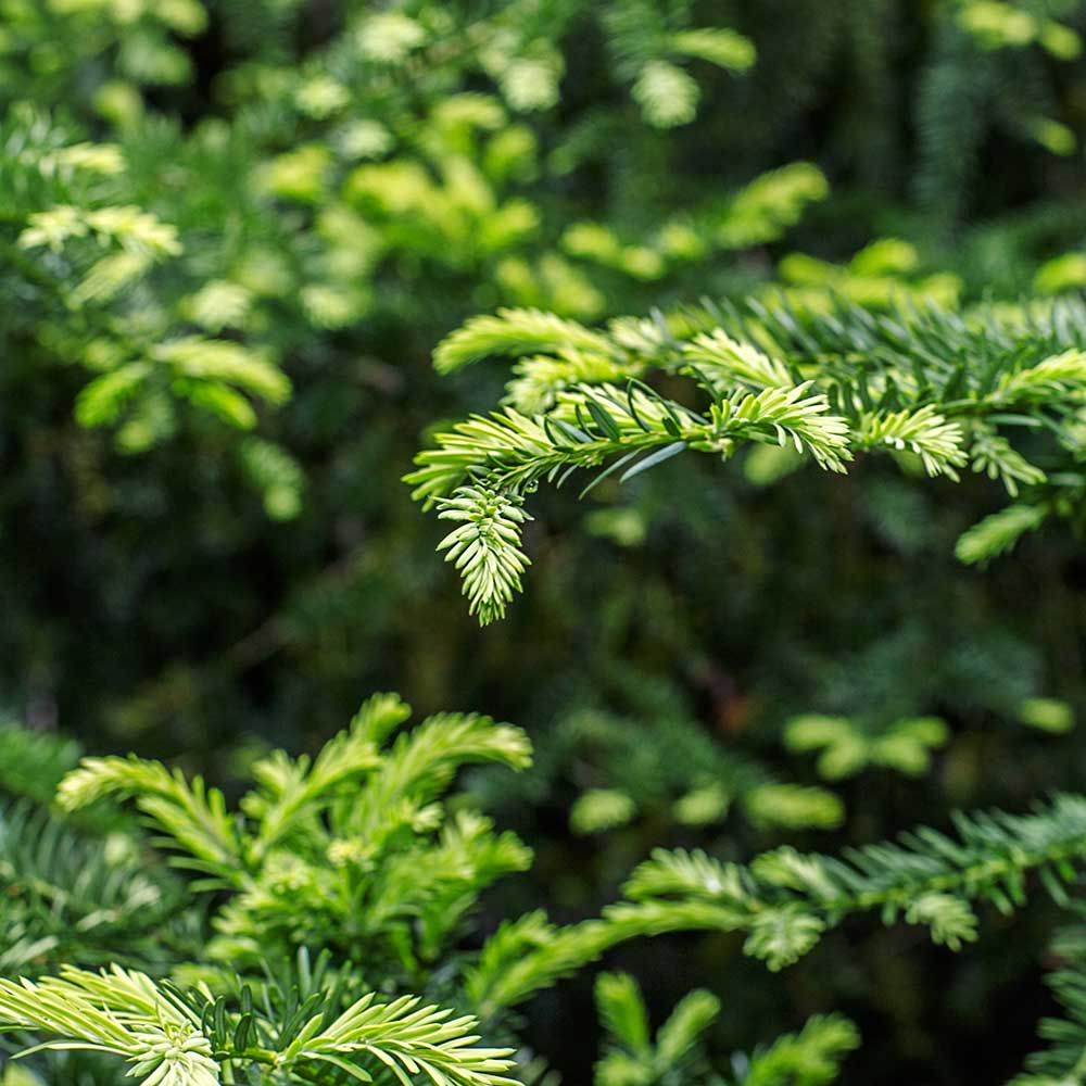 SCOTS PINE - REAL CHRISTMAS TREES