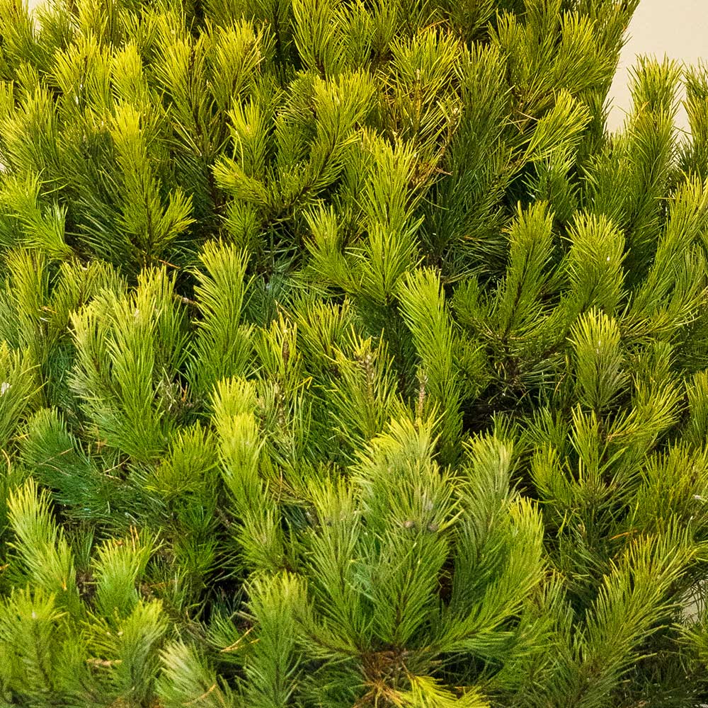 SCOTS PINE - REAL CHRISTMAS TREES