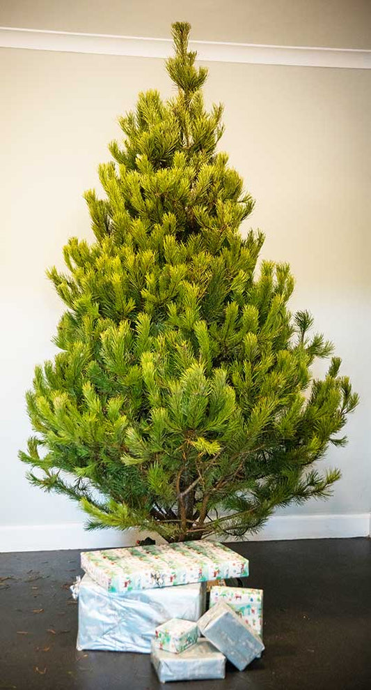 SCOTS PINE - REAL CHRISTMAS TREES