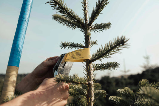 ARE REAL CHRISTMAS TREES SAFE?