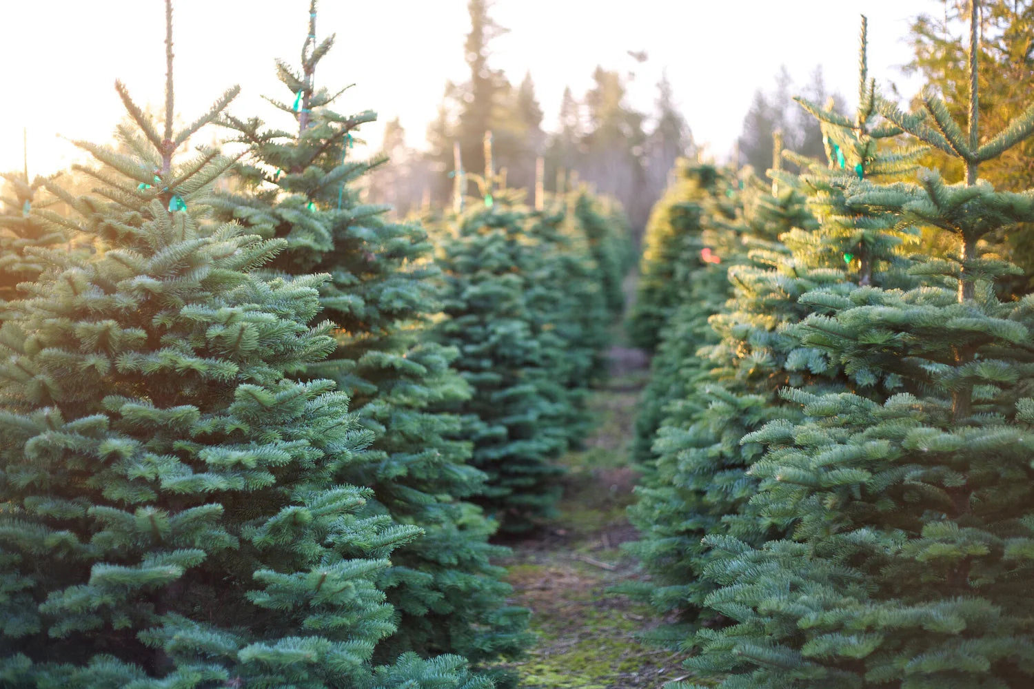 OUR CHRISTMAS TREES & WREATHS