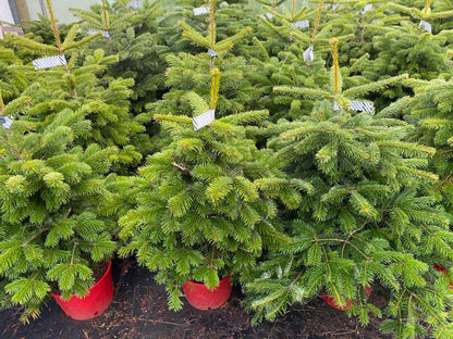 Real fresh potted Christmas Trees