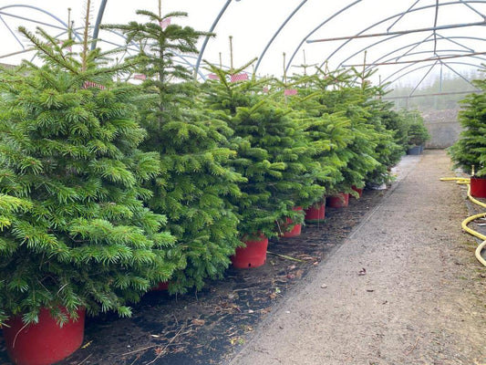 Edenmill Potted Christmas Trees