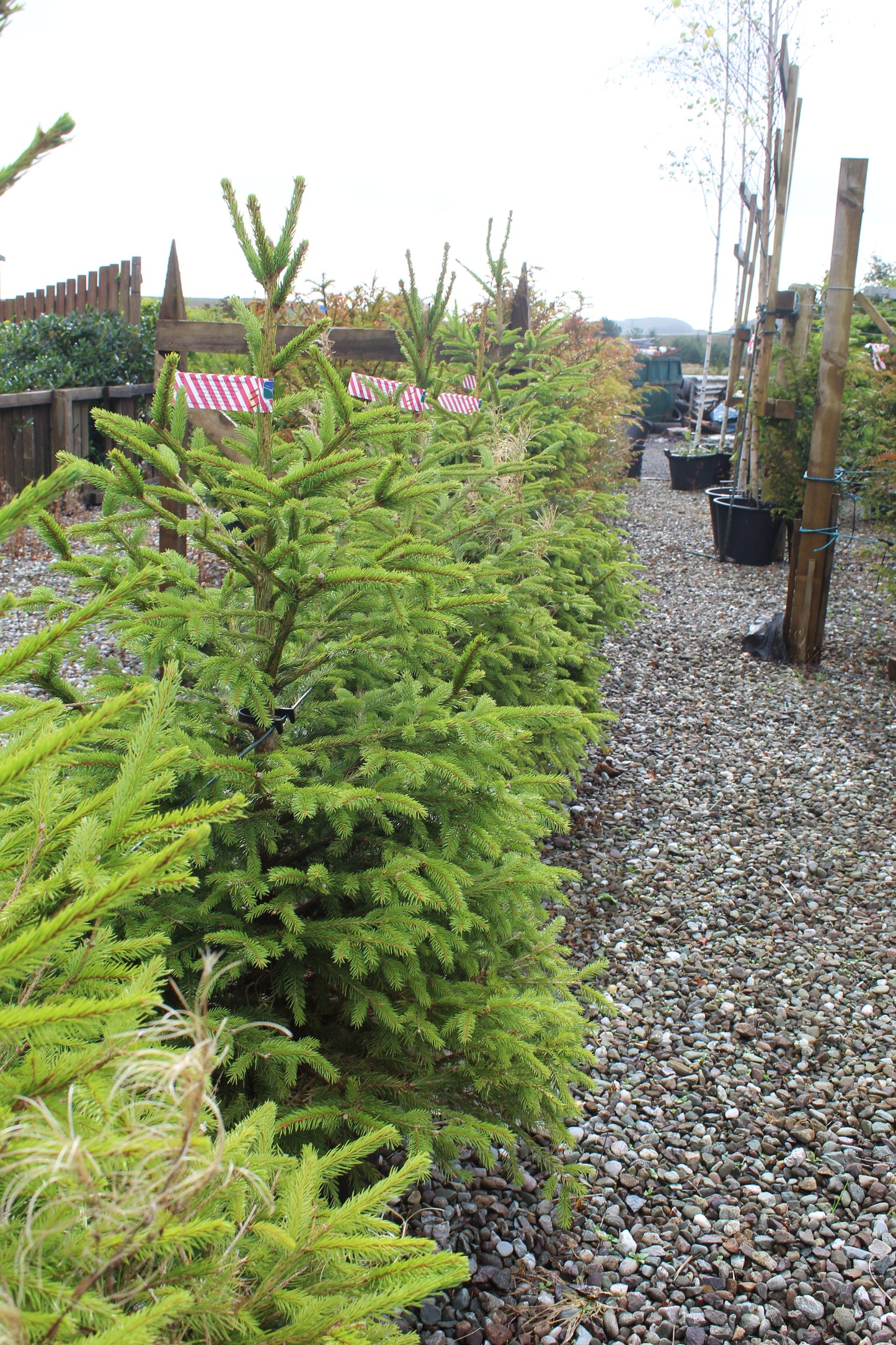 Ready-to-plant real Christmas Trees