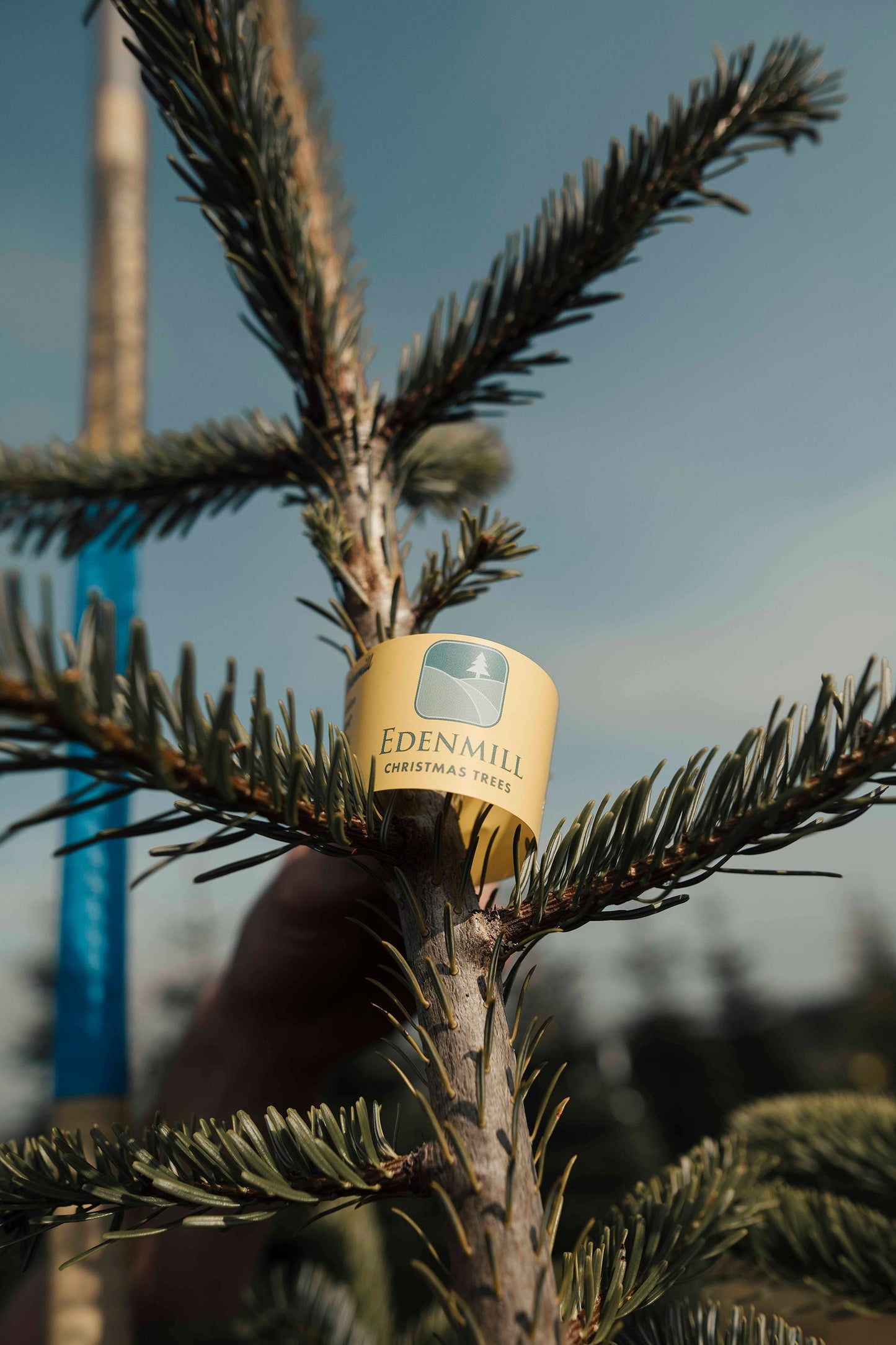 Edenmill label on a fresh real Christmas Tree