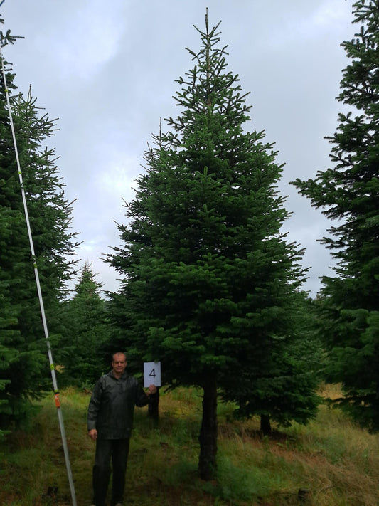 27ft (8.2m) - No. 4