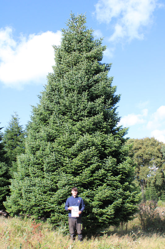 36ft (11m) - No. 13