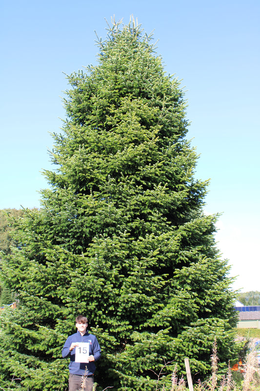 15ft (10.5m) - No. 15