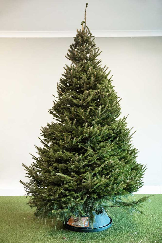 NORWAY SPRUCE - REAL CHRISTMAS TREE