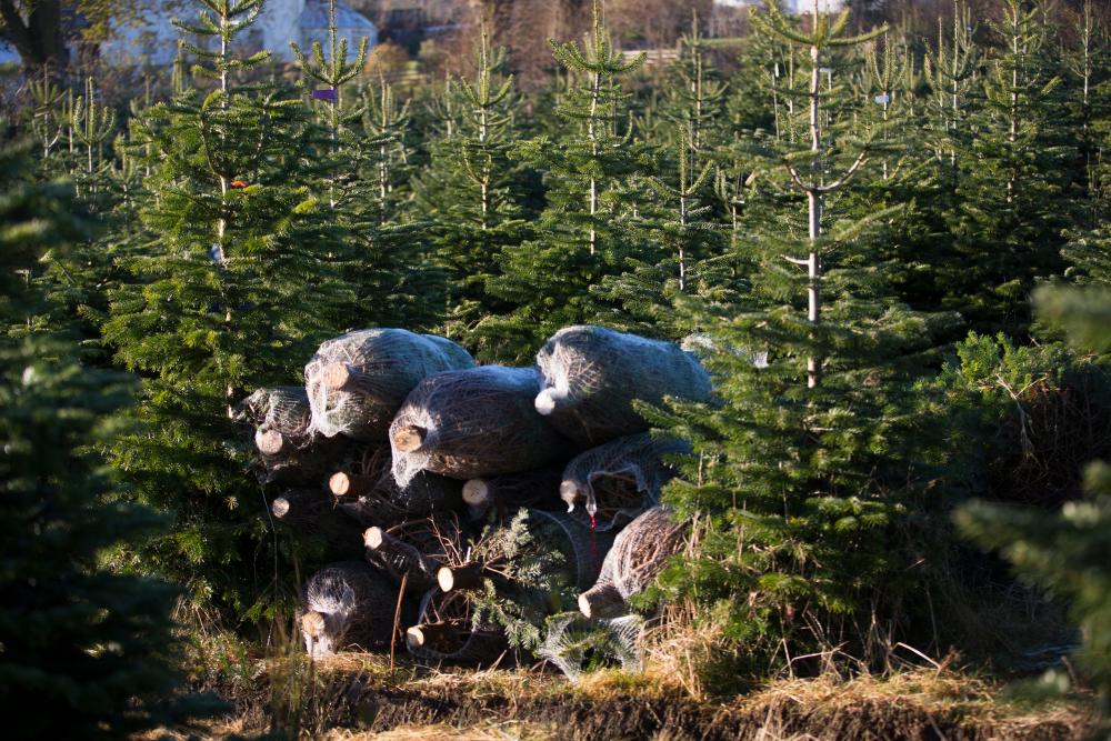 Freshly cut real Christmas Trees