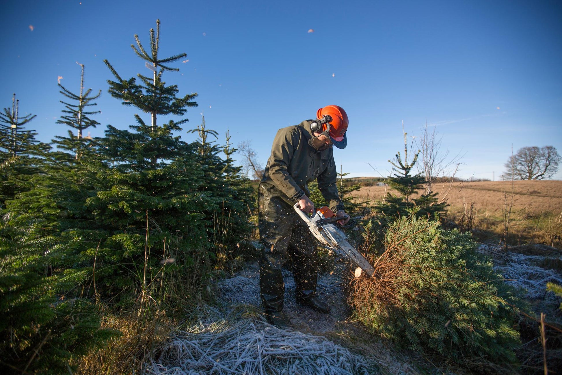 A Christmas Tree being cut at the Edenmill Christmas Tree 