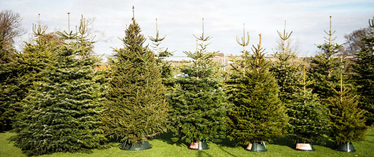 A selection of real, fresh Edenmill Christmas Trees