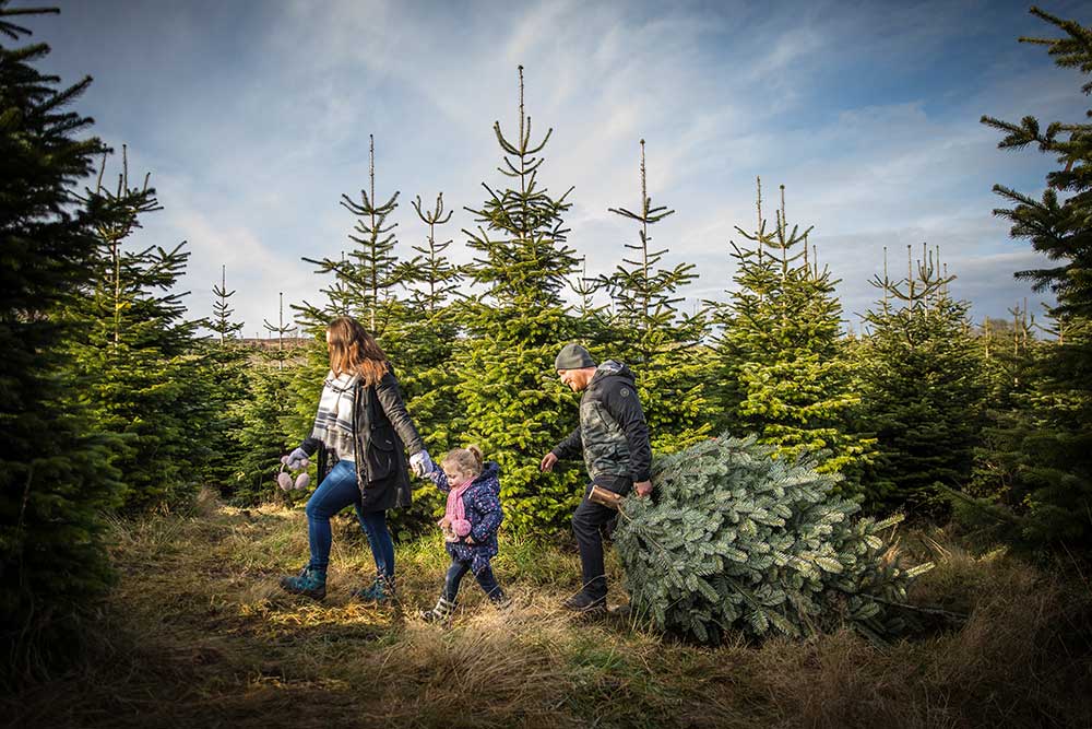 Cut Your Own Christmas Tree