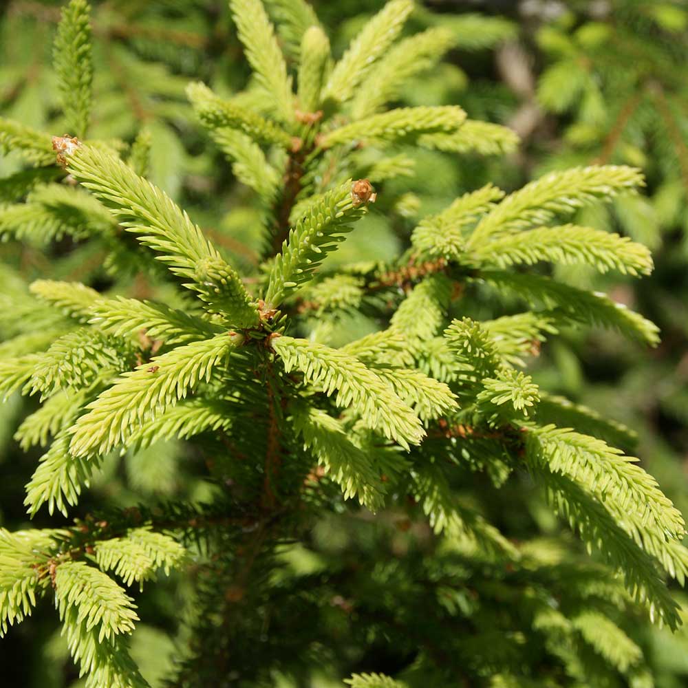 Close-up of Norway Spruce pines