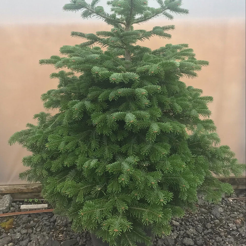 Pines on a Potted Christmas Tree - Nordmann Fir