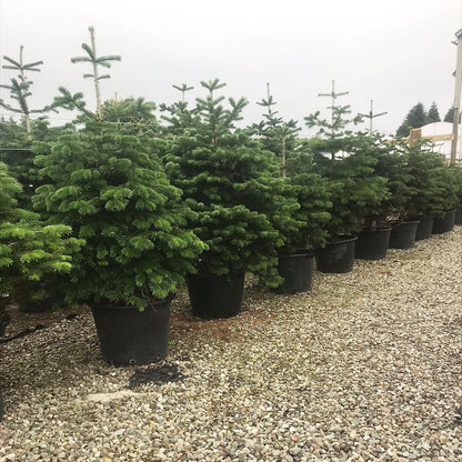 Edenmill Potted Christmas Trees