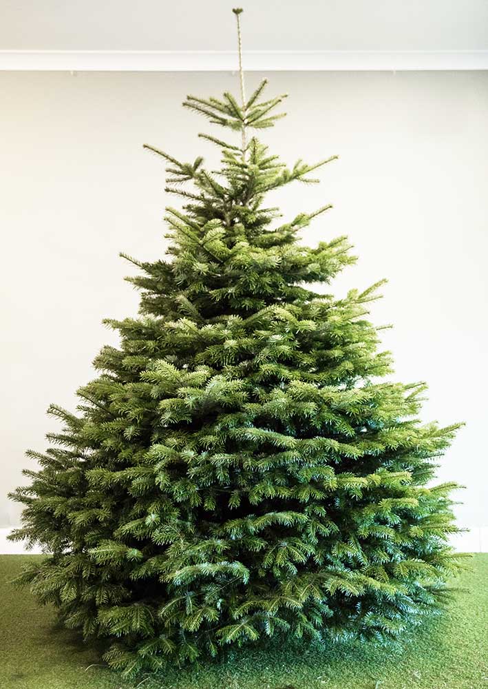 A Nordmann Fir Christmas Tree
