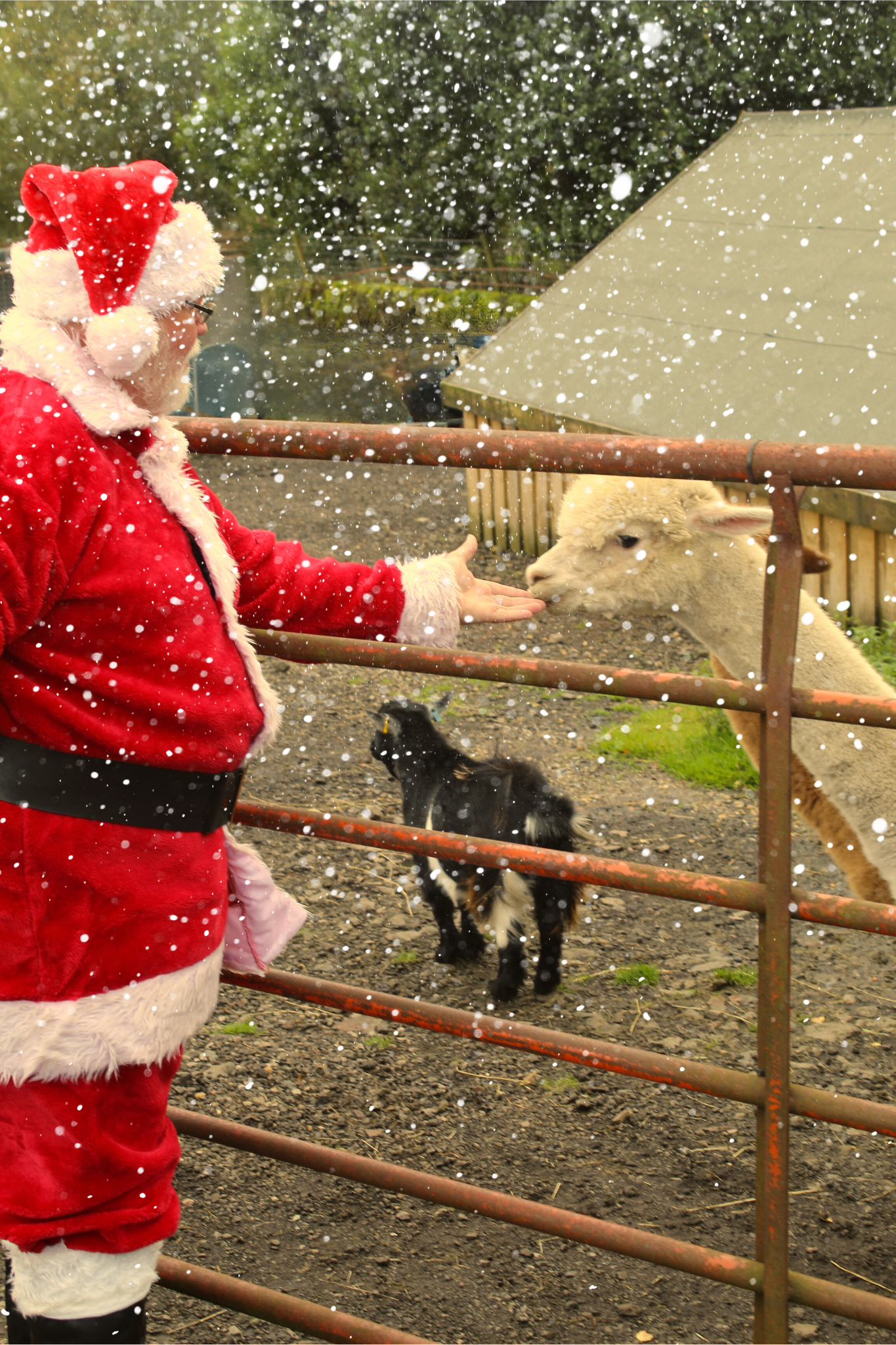 Santa feeding the Alpacas at his Frosty Farm
