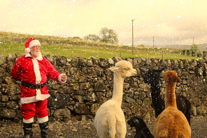 Santa and his Alapacas at Frosty Farm