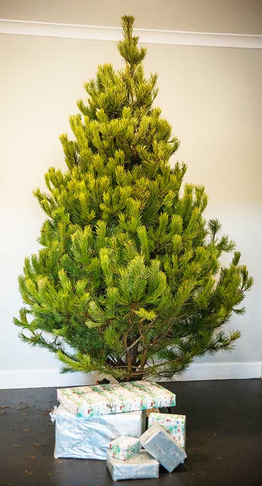 Scots Pine Real Christmas Tree